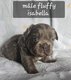 Bouledogue Français