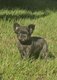 Bouledogue Français