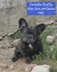 Chiots Bouledogue Français fluffy