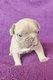Bouledogue Français