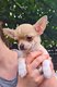 Chiots chihuahua