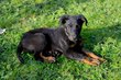 Chiots Beauceron nés le 10 avril