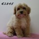 Adorables chiots Maltipoo
