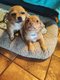 Chiots chihuahua