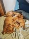Chiots chihuahua