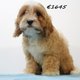 Très beaux chiots Cavapoo