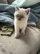 Magnifique chatons