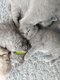 Chatons British shorthair