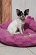 Jolie petite Demoiselle Chihuahua poils long