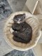 British Shorthair sur La Louvire