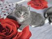 British Shorthair sur La Louvière