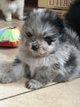 Pomerian