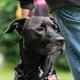 Un amour de chien à donner (Staffy à donner).