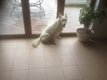 Femelle berger blanc Suisse stérilisée.