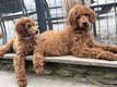 Chiots grand caniche