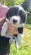 Chiots border collie