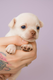 Chiots Chihuahua  a réserver