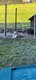A donné 2 husky sibérien mâle et femelle