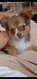 Bb chihuahua femelle
