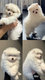 Adorables bbs Spitz nains cherchent leur future...