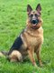 Chiots bergers allemands