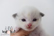 Mle Seal point et blanc
