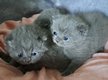 Chatons british shorthair et longhair