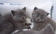 Chatons british shorthair et longhair