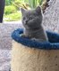 Chatons british shorthair