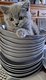 Chatons british shorthair