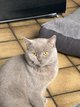 British shorthair