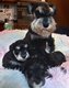 Schnauzer nain noir argent
