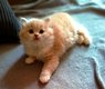 Chatons 💯% British longhair et Shortair...