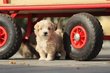 Maltipoo chiots, mix Caniche nain et Bichon...