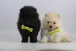 Spitz nain, Pomeranian, elevage Belge