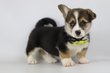 Welsh Corgi Pembroke fille, jeune chiot