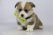 Welsh Corgi Pembroke fille, jeune chiot