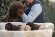 Labradoodle chiots, chocolad et beige couleur