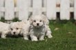 Bichon Maltais chiots