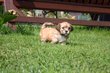 Magnifiques chiots bichons havanais