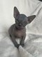 3 adorables chatons sphynx à adopter