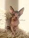 2 adorables chatons mâles sphynx à adopter