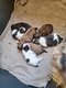 Magnifiques chiots shih-tzu à réserver