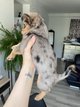 Magnifique bébé mâle silver merle
