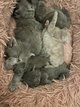 Magnifiques bébés british longhair et shorthair