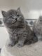 Magnifique bébé british longhair