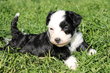 Chiot chinois à crêtes