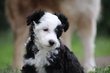 Chiot chinois à crêtes