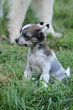 Chiot chinois à crêtes