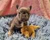 Chiot Bouledogue français Bleu Tan femelle